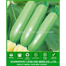 JSQ01 Carol alta resistência a lowe temperature e disease hybrid squash seeds f1 para crescimento